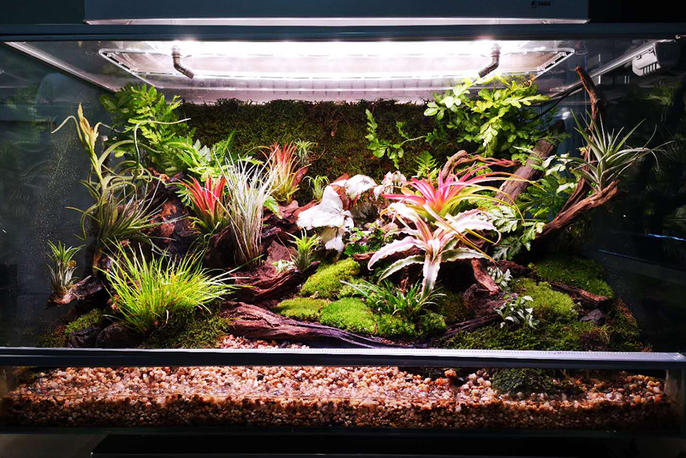 热带气候雨林缸